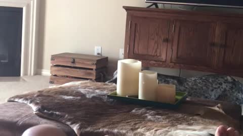 Black white dog jumps up and down in living room