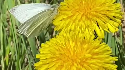 Unexpected guest joined me on a beautiful sunny day.