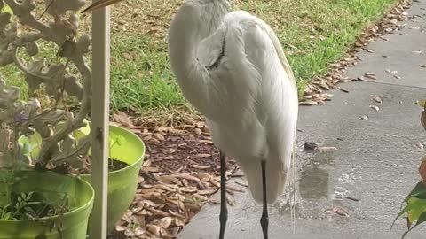 Big Bird Visits on a Rainy Day