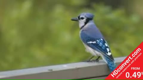 Top 10 beautiful birds in the world