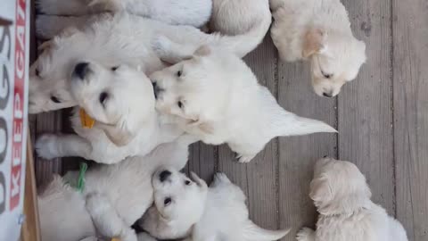 English Cream Golden Retriever Puppies EVERYWHERE!