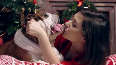 charming asian girl loves and caresses a cute funny bulldog under the Christmas tree