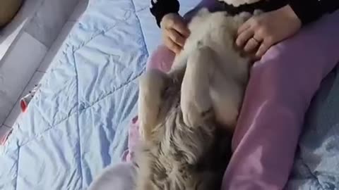 Jake The Husky Loves His Massages