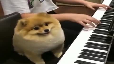 Play the piano with the dog