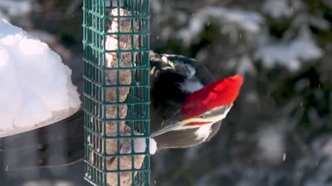 Gigantic woodpecker gets his share at backyard bird feeder