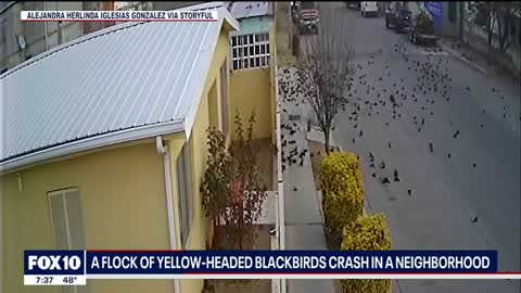 Flock of birds suddenly fall from the sky in Mexico