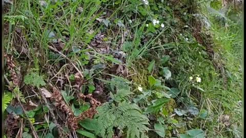 Primrose, wood-sorrel and viola