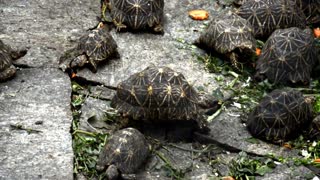 Speedy Turtle Pushes Up Hard