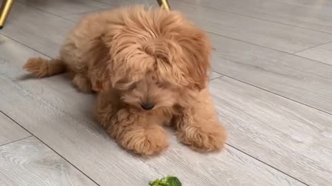 Playful Puppy Battles Broccoli