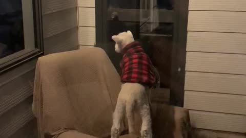 Lamb follows dog through pet door