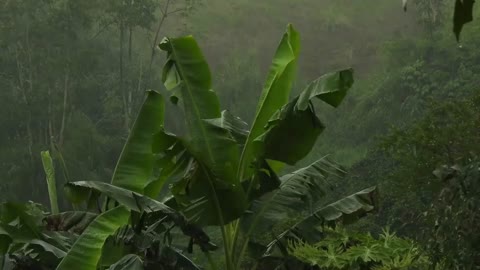 A strong storm in the rainforest, lightning and thunder, the sound of rain to sleep