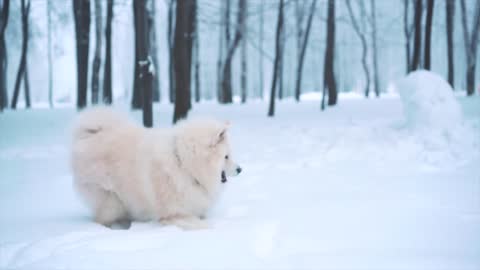 dog playing on the snow - snow white