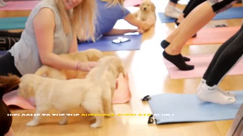 Yoga with puppies–pets yoga ― London- Labrador retriever puppies.