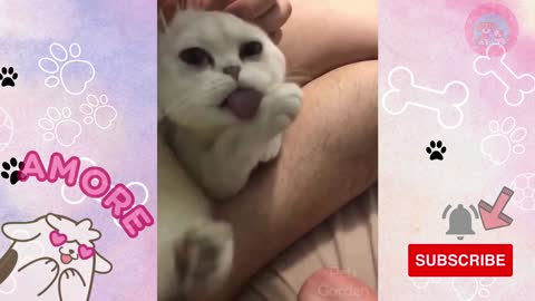 Cute & Crazy amazing Kittens moments#1😻laughs 100%💗😂Momentos Adorables e Increibles de Gatitos!!💗💗