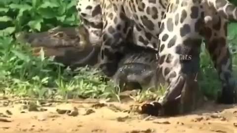 The leopard hunts the crocodile in the river and defeats it!