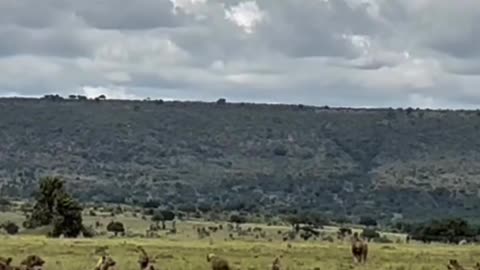 Lion vs Hyena - Eternal Enemies. Why we call him The King