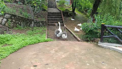 White goose doesn't know what brand of shampoo to use. It's very white! ha-ha