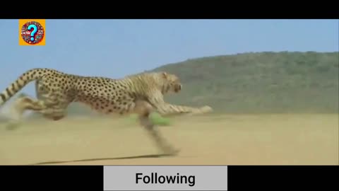 Cheetah accelerating to over 100 Km/Hr