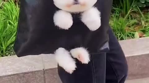 So Cute animals Videos #Dogs baby videos 2021/