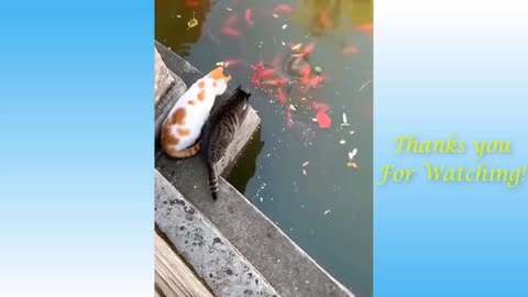 Cute Pets And Funny Animals Compilation 17 Pets Garden 2021