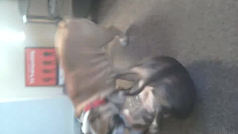 Lexi and Winston the dog fight