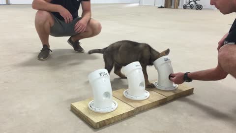 This Tiny Police Dog In Training Is The Cutest Recruit