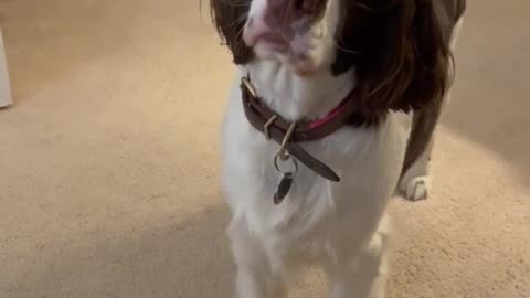 Springer Spaniel Puppy Face Is So Expressive!