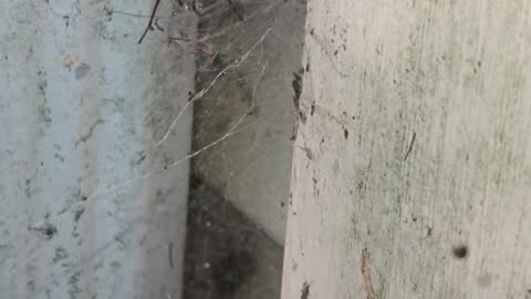 Funnel Weaver Spider