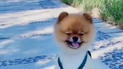 Ultimate Baby Dogs🤣 - Cute and Funny Dog Videos Compilation🤣 #Shorts