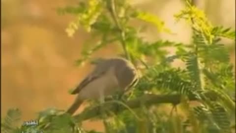 عصافير جميلة وحنونة Beautiful and affectionate birds