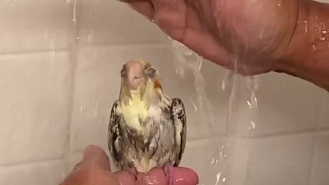 Our pet Cockatiel’s Bath time