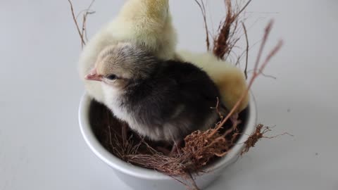 Baby birds waiting for mother