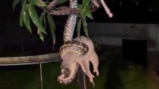 Australian Python Snacks on a Wild Possum