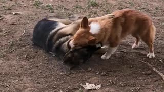 Corgi Wrestles With Baby German Shepard