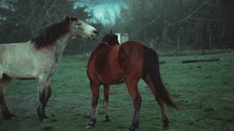 Beauty horse