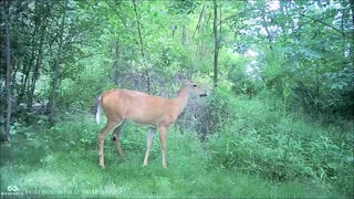 Backyard Trail Cam - Summer Doe