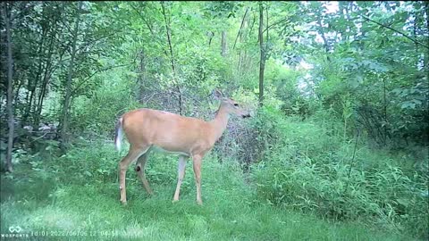 Backyard Trail Cam - Summer Doe