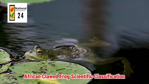 African Clawed Frog Scientific Classification | National Geographic 24