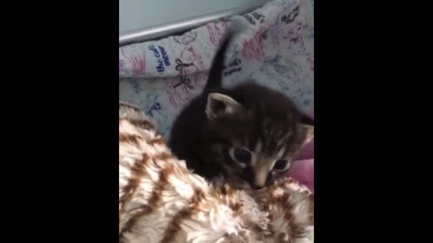 Having a bad day These cat's funny voice and adorable moments