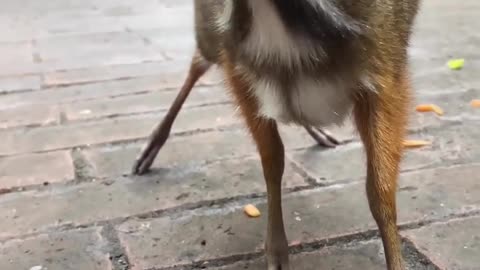 Mouse-deer are the smallest deer in Asia. They are not in fact rodents but miniature deers.