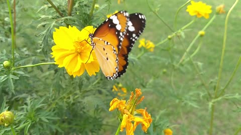 Beautiful butterfly on the Flower video