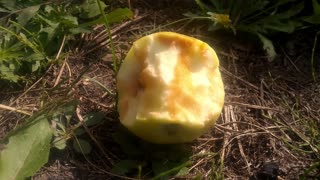 Weird Time Lapse Of A Green Apple Leftover