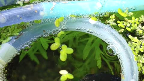 Beta fish feeding