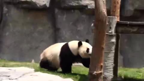 Cute panda is catching a bird