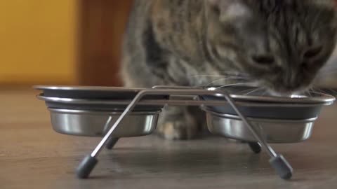 A female cat coming up to the dish and staring to eat dry food from metal dish