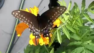 Monarch in our garden