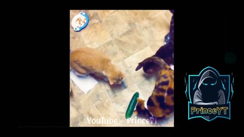 Amazing Three Cat 🤣 Just Shocked 😱 Watch Full Video 😛