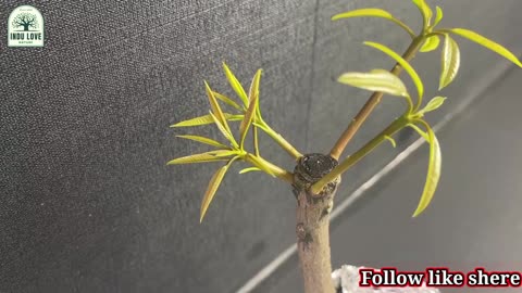 Growing Mango Tree From Cutting In A Coca-Cola | Coca-Cola Experiment. @indulovenature