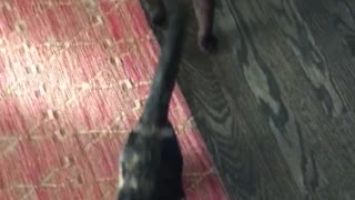 Kitten gets too excited and tips over for a treat