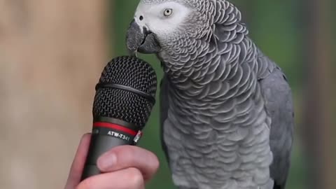 The BEST Talking Parrot i cant get over this videos too cute :)